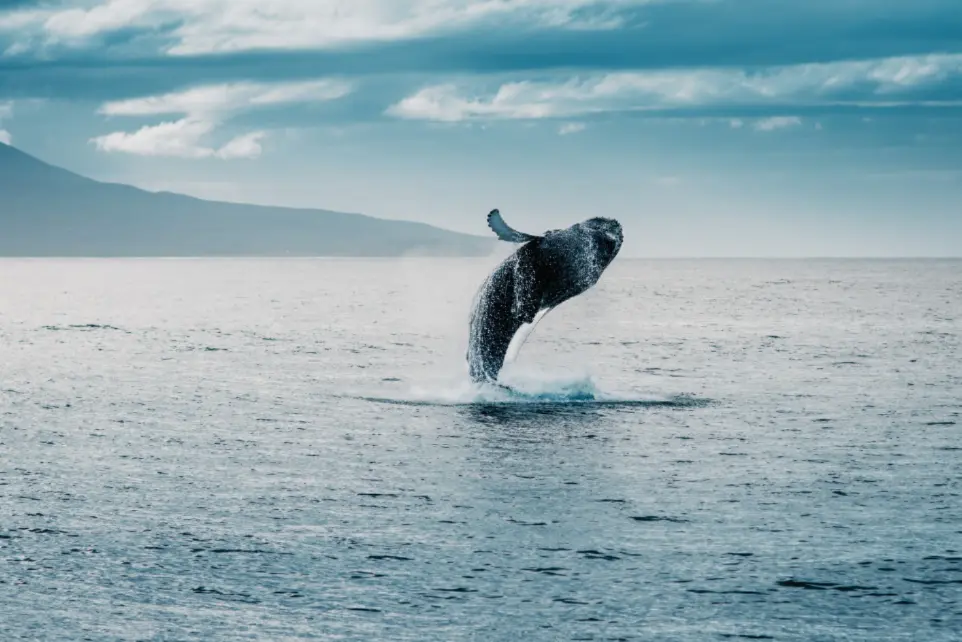 whale jumping